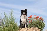 BORDER COLLIE 429